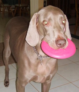 Toys add interest to pet photography