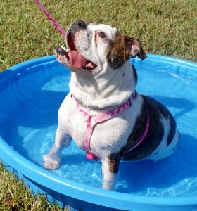 A very warm dog cooling off in the pool