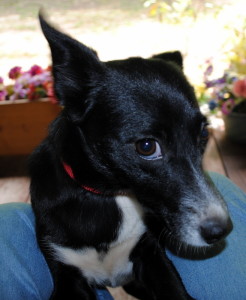 Ebony is a Happy Puppy