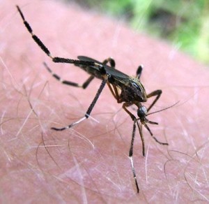 Giant Mosquito Could Wreak Havoc on Pets