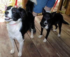 Oreo and Ebony, Rescued Pups