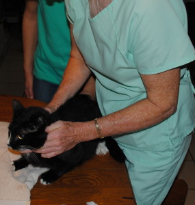 Iris, the cat, is examined by Dr. Juday