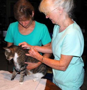 Cat receiving vaccinations