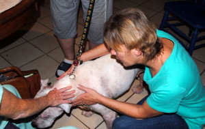 American Bulldog, China, Is Undergoing Tests for a Skin Condition