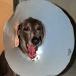 Gator's veterinarian "coned" his head following surgery