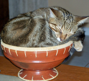 JAKE IN BOWL