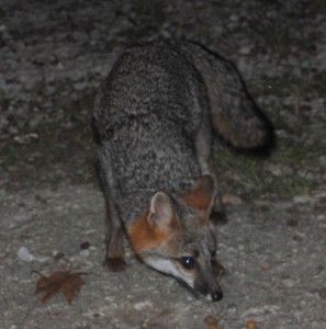 A fox enjoys his dinner