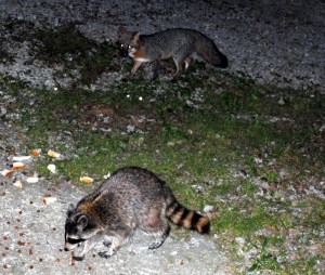 Raccoons ready to eat.